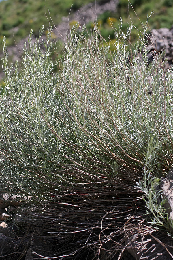 Image of Artemisia juncea specimen.