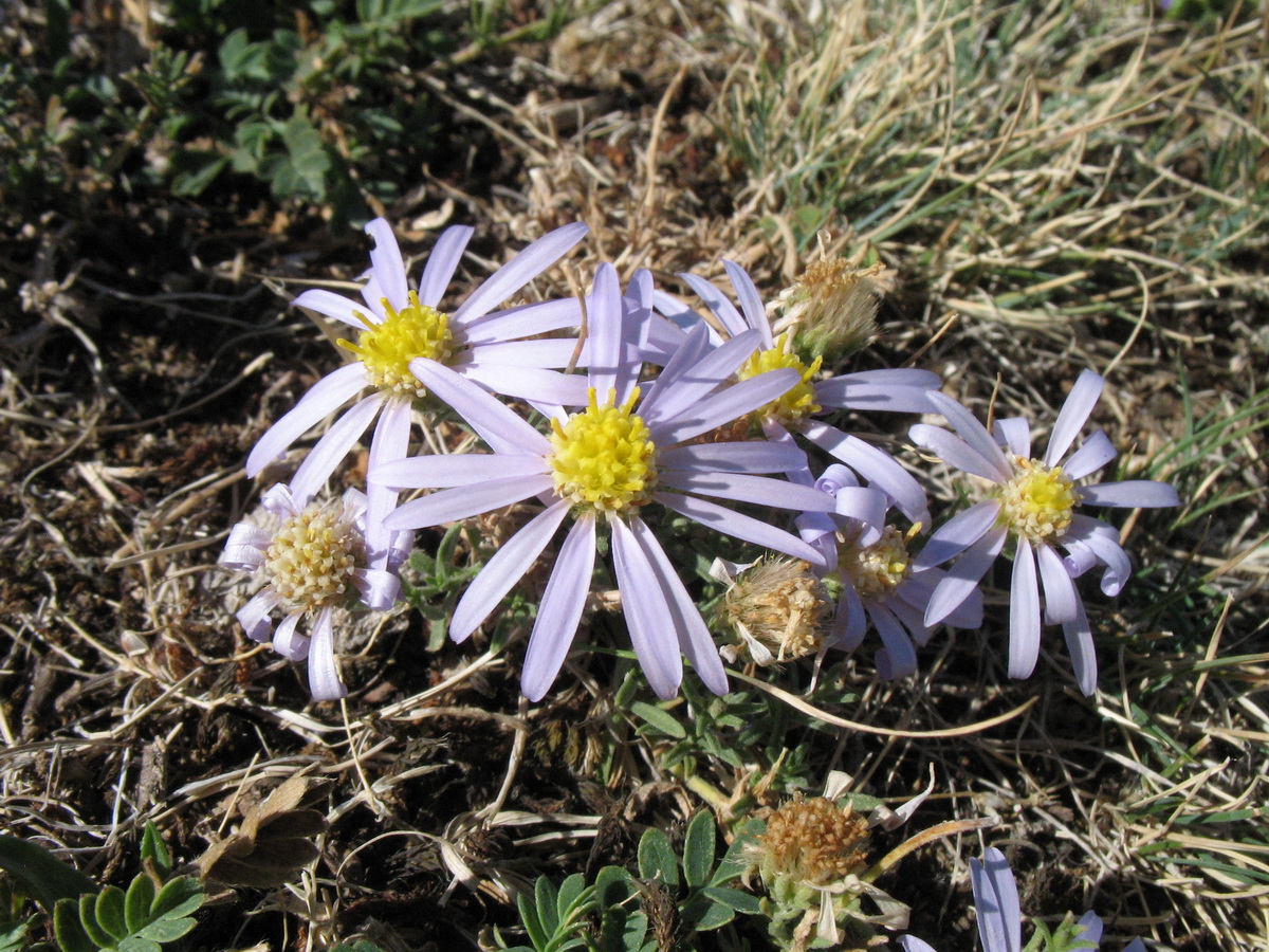 Image of Heteropappus canescens specimen.