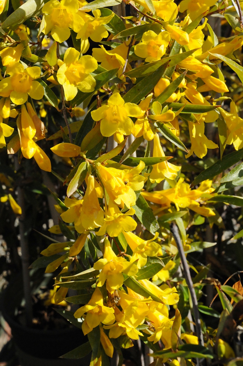 Изображение особи Gelsemium sempervirens.