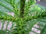 Araucaria montana. Основания ветвей у ствола. Австралия, г. Брисбен, ботанический сад. 03.01.2015.