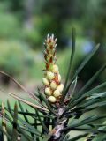 Pinus friesiana