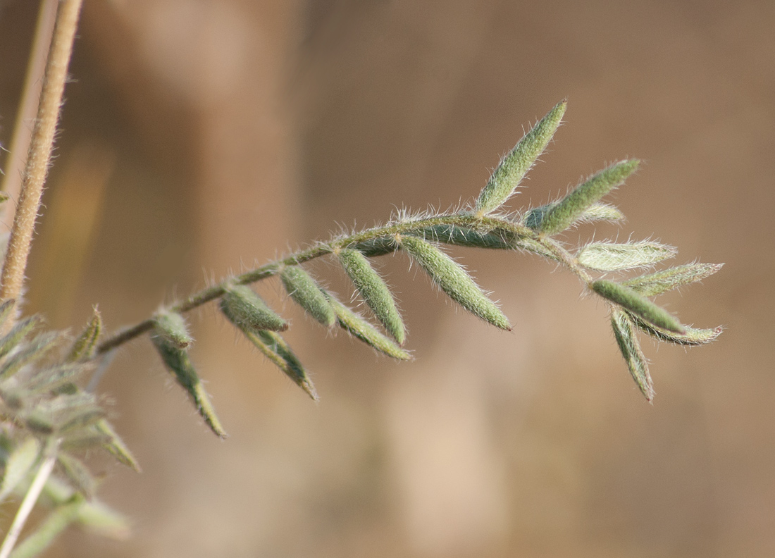 Image of Oxytropis pilosa specimen.