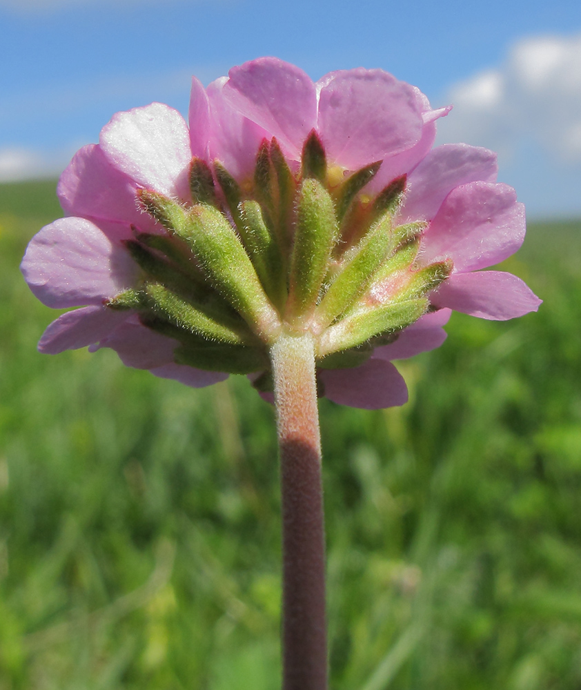 Image of Androsace albana specimen.