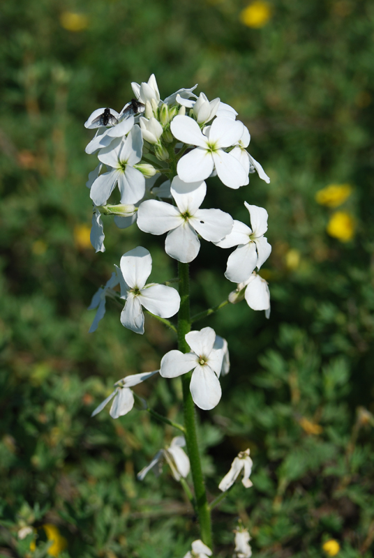 Изображение особи Hesperis sibirica ssp. pseudonivea.