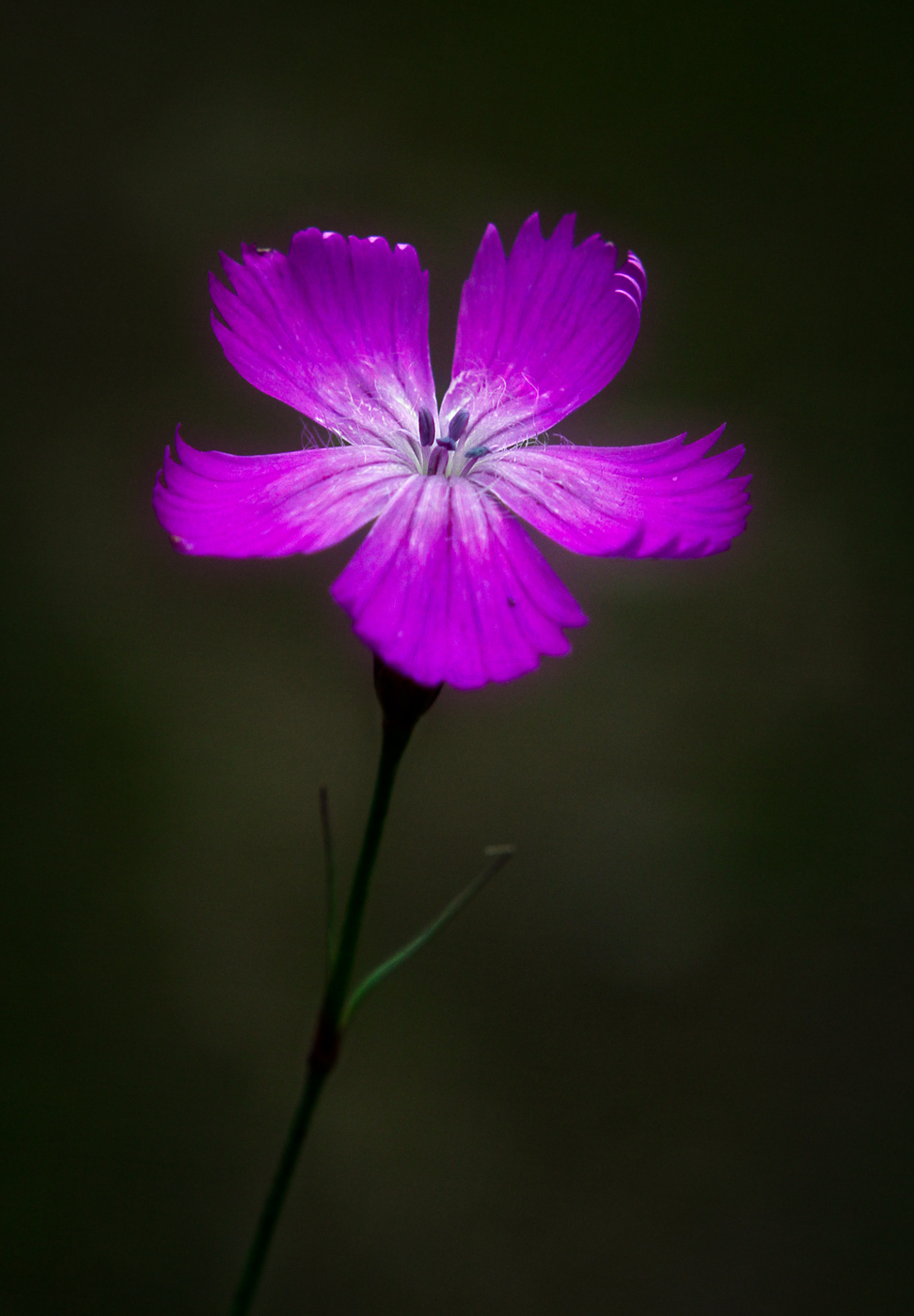 Изображение особи Dianthus deltoides.