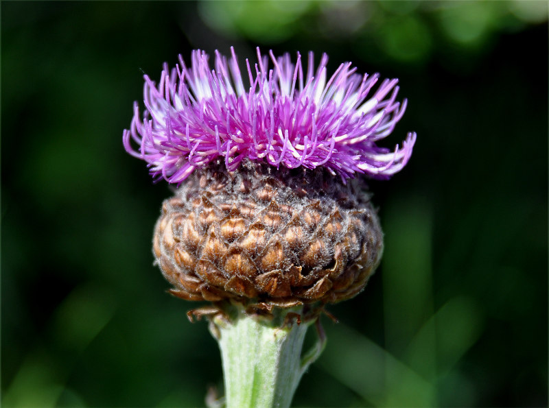 Image of Stemmacantha carthamoides specimen.