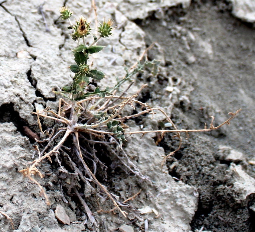 Изображение особи Cousinia glandulosa.