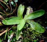 Pinguicula vulgaris. Розетка листьев. Украина, Волынская обл., Ковельский р-н, заказник \"Любче\". 10 августа 2008 г.