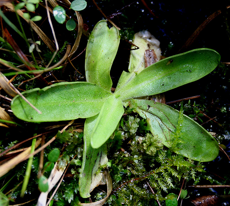 Изображение особи Pinguicula vulgaris.