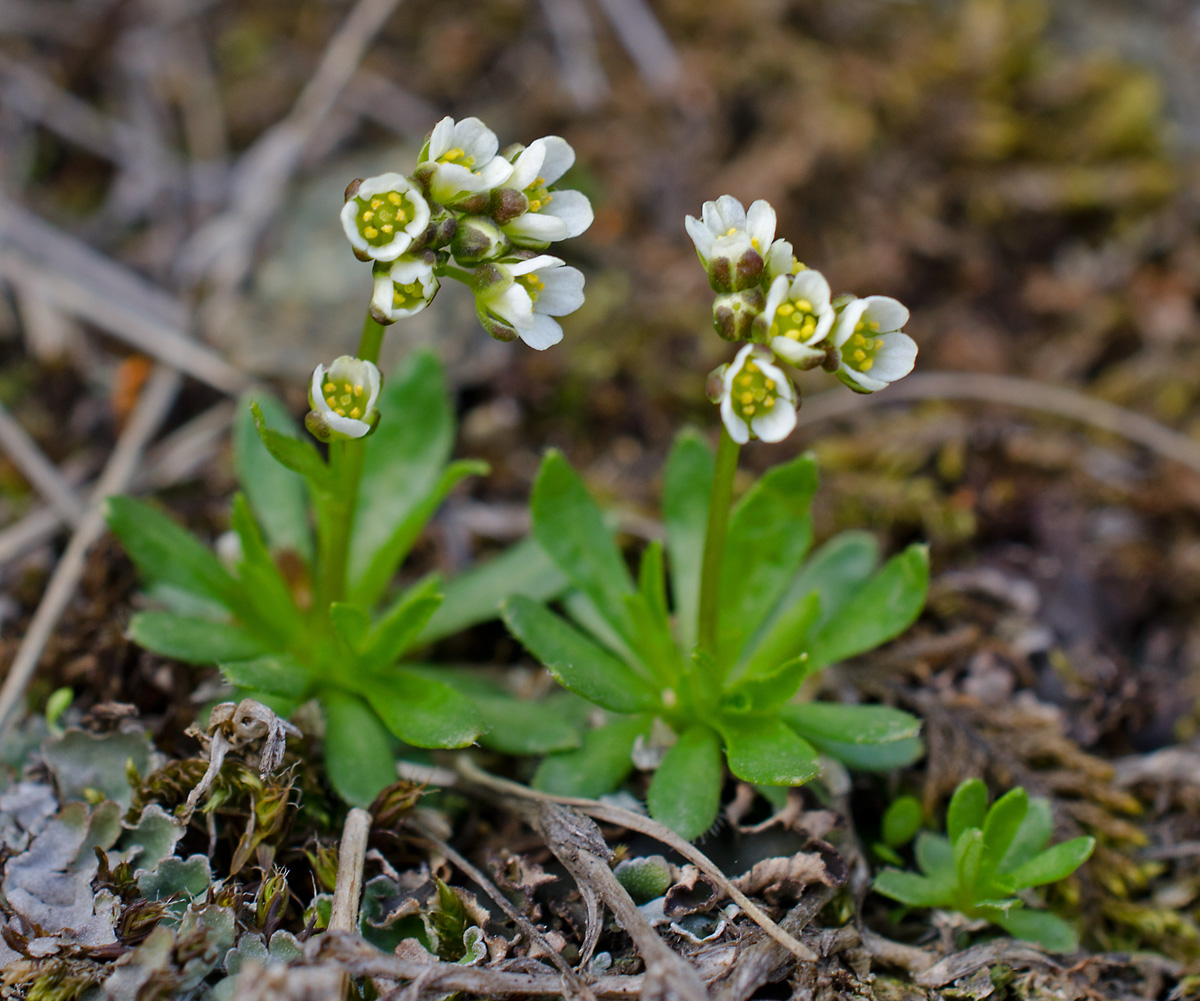 Изображение особи Draba fladnizensis.