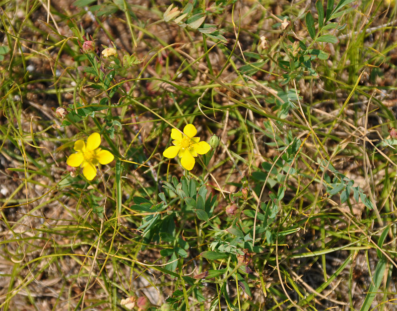 Image of Potentilla bifurca specimen.