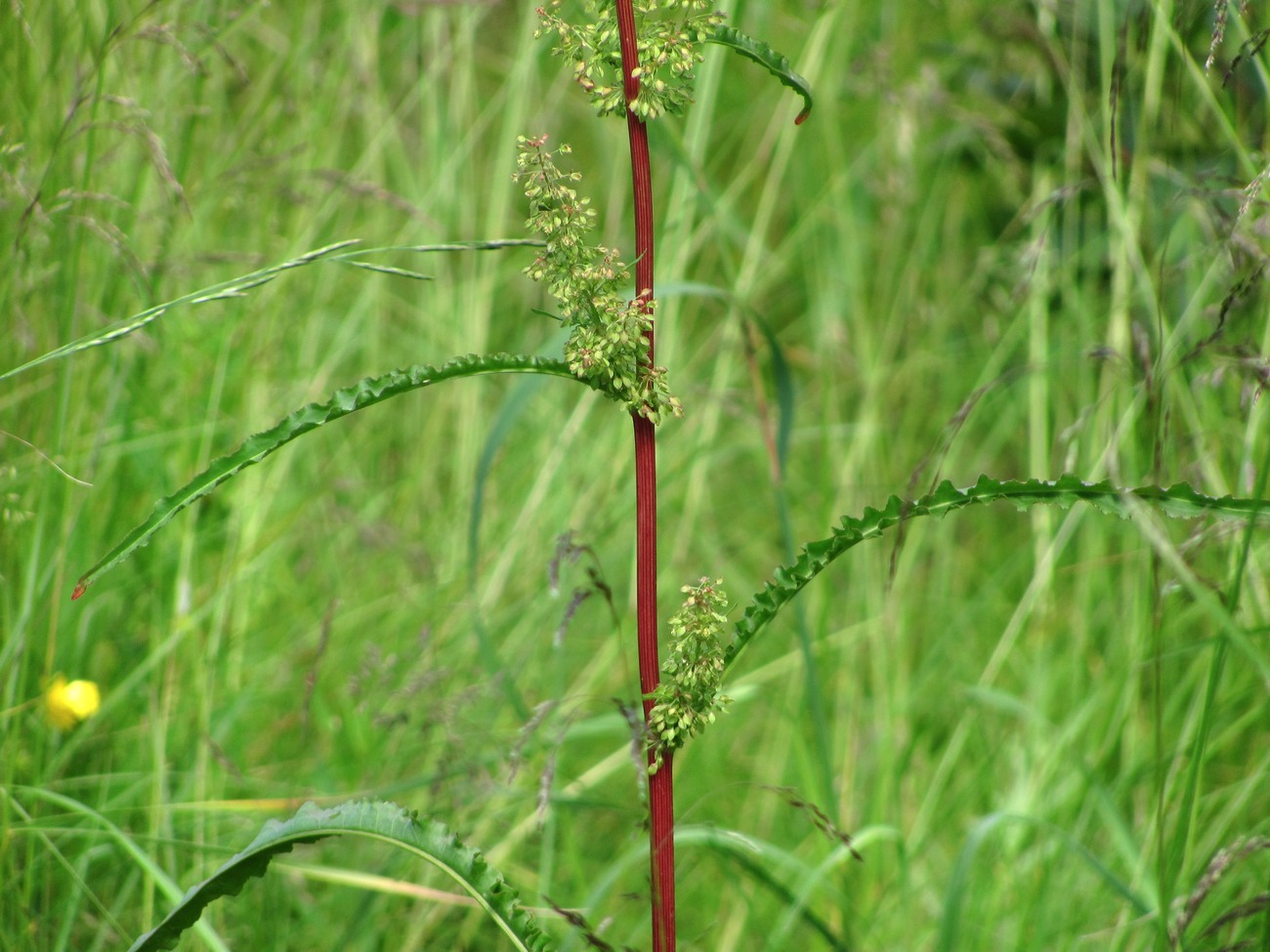 Изображение особи Rumex crispus.