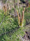 Pinus sylvestris