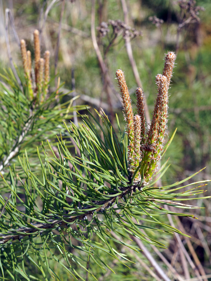 Изображение особи Pinus sylvestris.