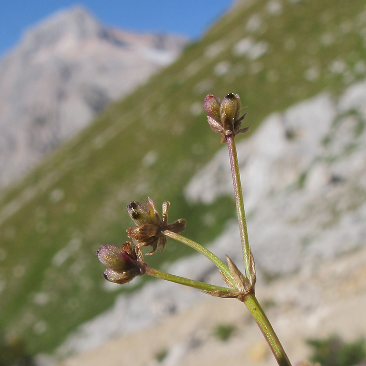 Изображение особи Asperula supina.