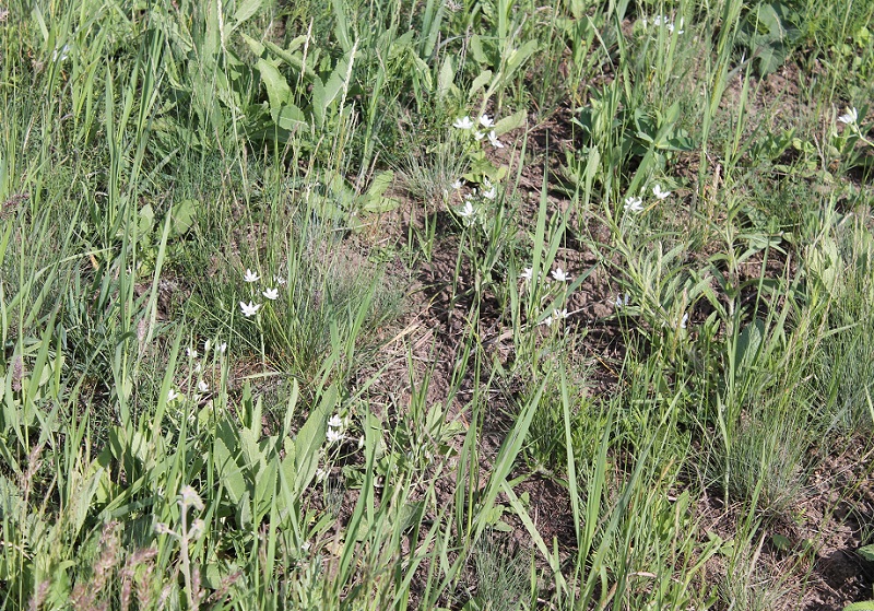 Image of Ornithogalum kochii specimen.