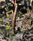 Equisetum fluviatile