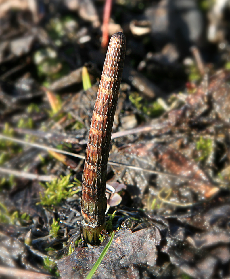 Изображение особи Equisetum fluviatile.