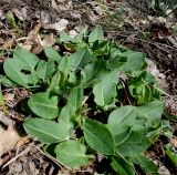 Rumex tuberosus