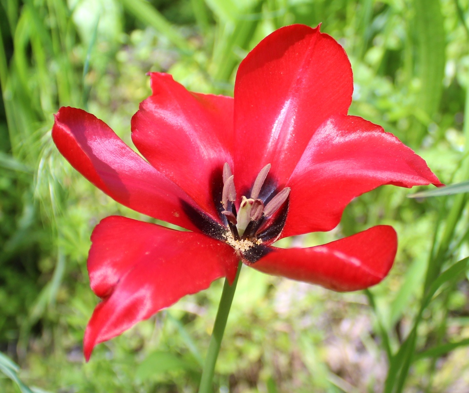 Image of Tulipa ingens specimen.