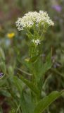 Cardaria draba