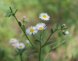 Erigeron annuus