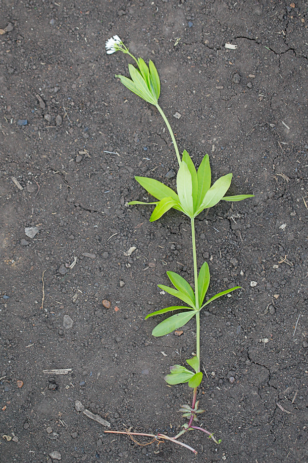 Image of Galium odoratum specimen.