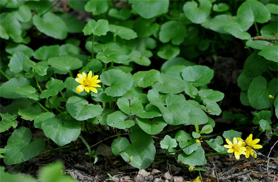 Image of Ficaria verna specimen.