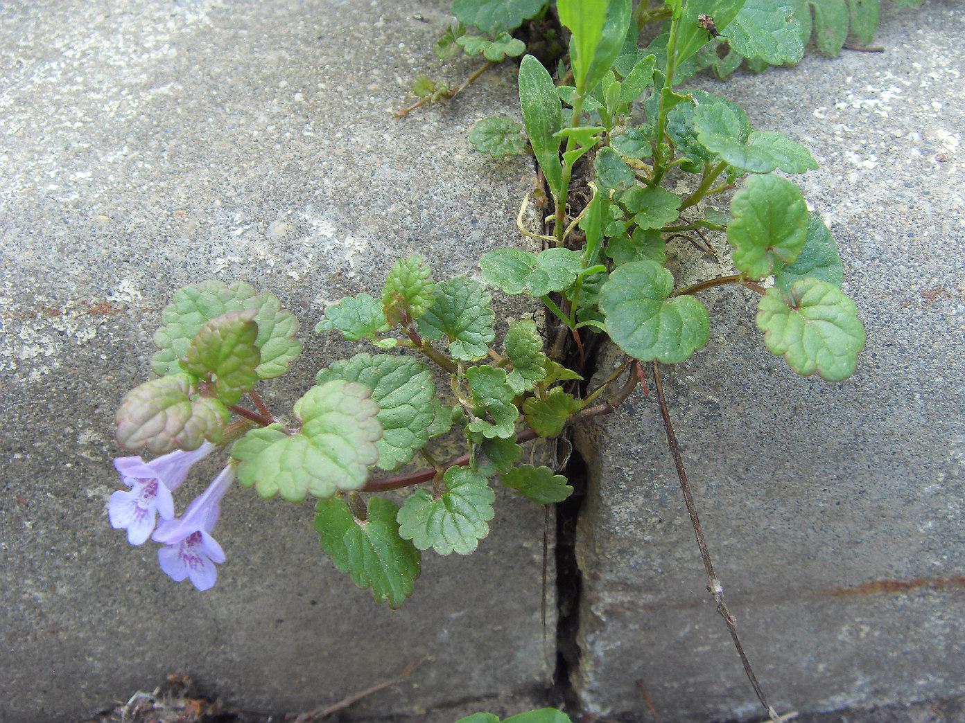 Image of Glechoma hederacea specimen.