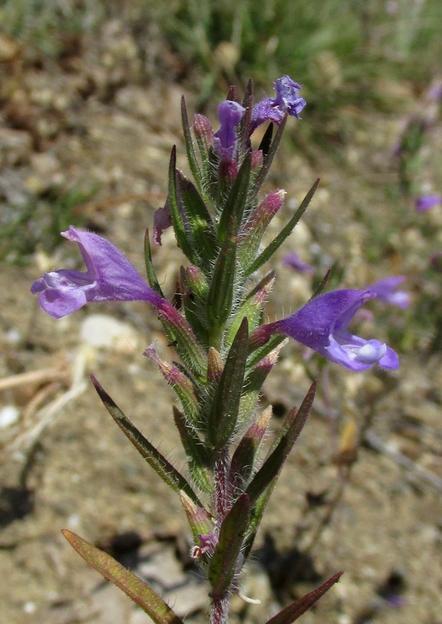 Image of Ziziphora taurica specimen.