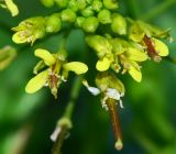 Sisymbrium irio. Цветки с завязавшимися плодами. Израиль, нагорье Негев, окр. киббуца Сде Бокер, оборудованная автостоянка \"Ханйон Гароа\". 03.03.2015.