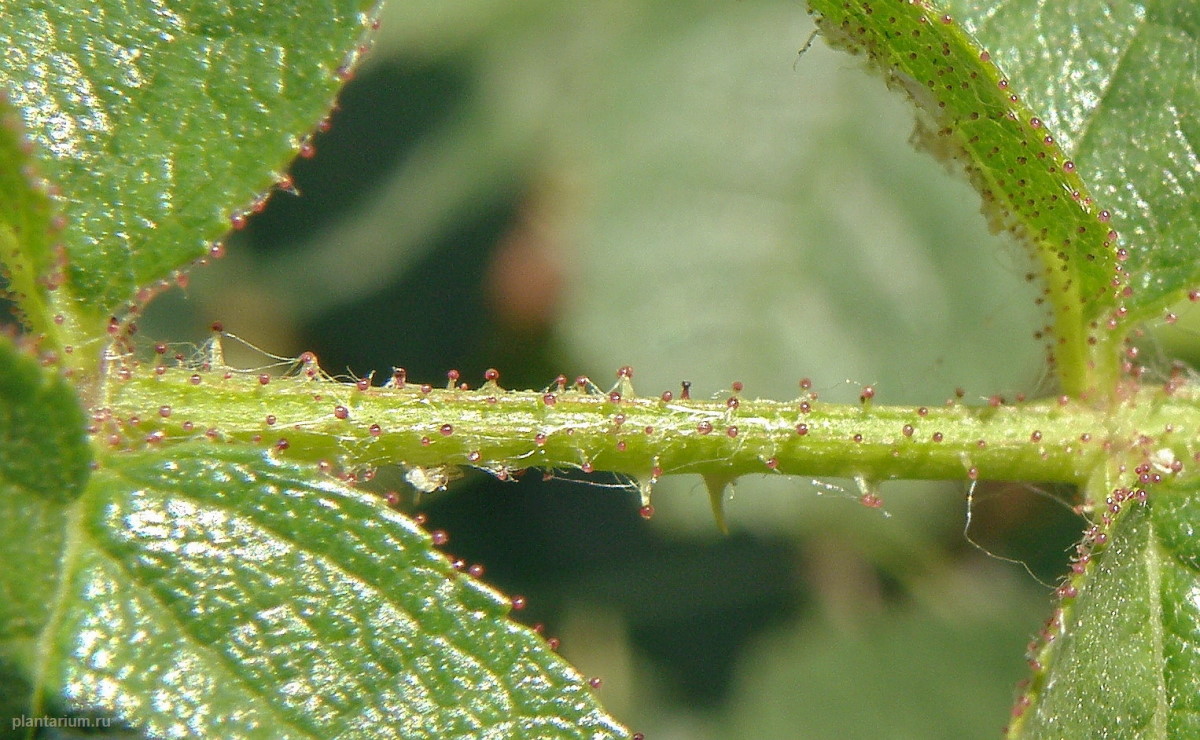 Image of Rosa rubiginosa specimen.