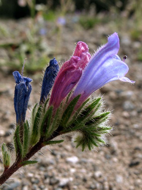 Изображение особи Echium bonnetii.