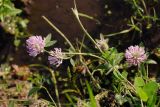 Trifolium pratense