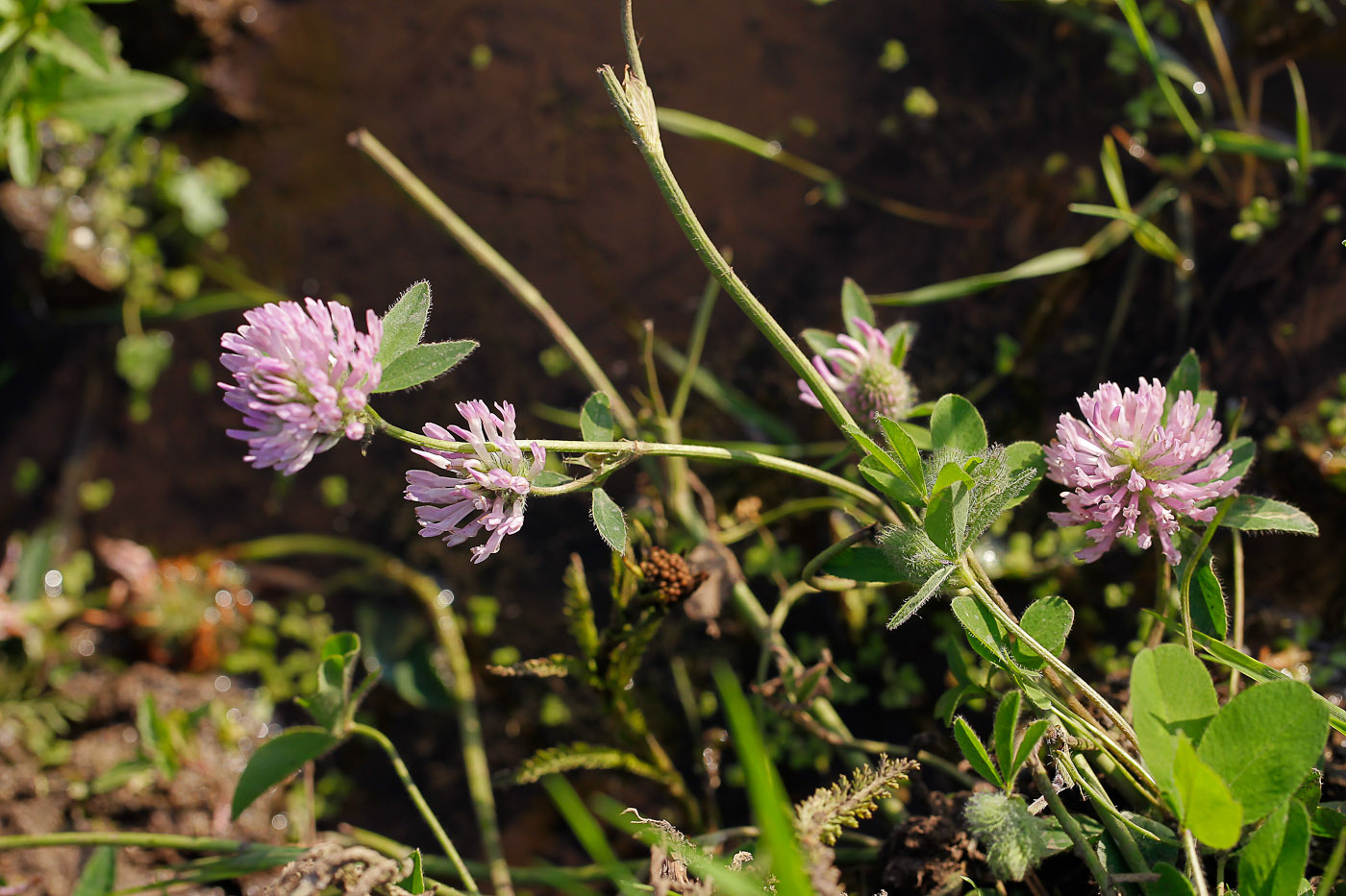 Image of Trifolium pratense specimen.