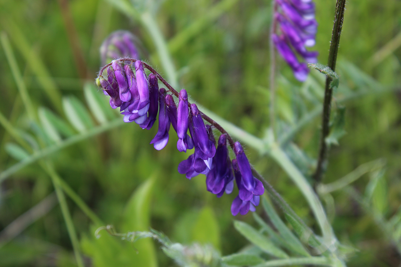 Изображение особи Vicia villosa.