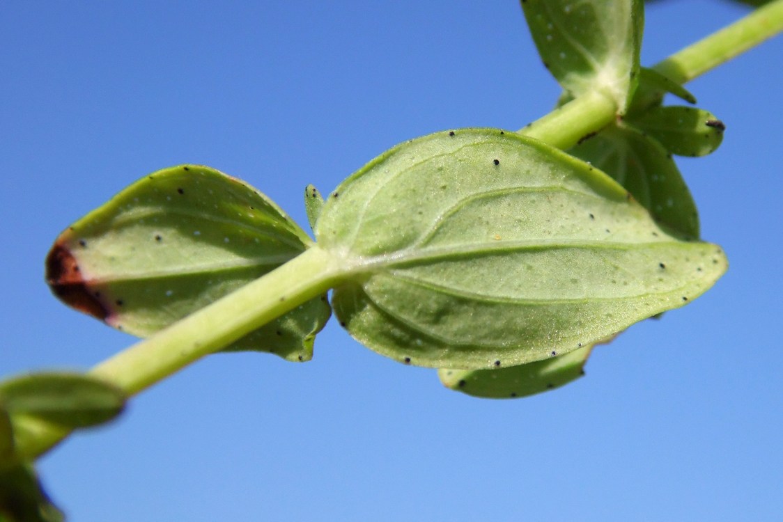 Image of Hypericum perforatum specimen.