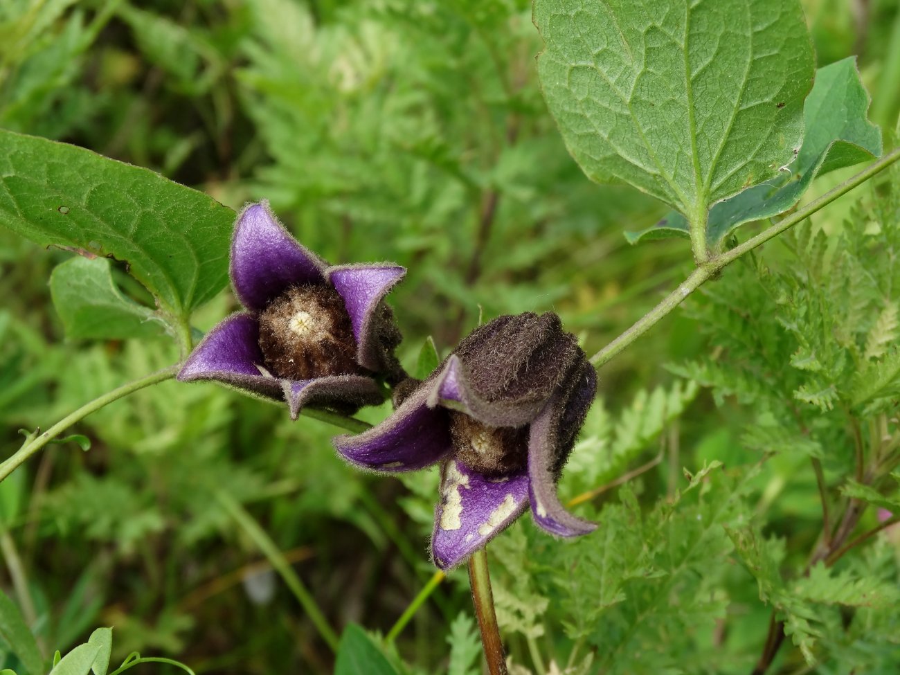 Изображение особи Clematis fusca.