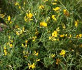 Lathyrus pratensis