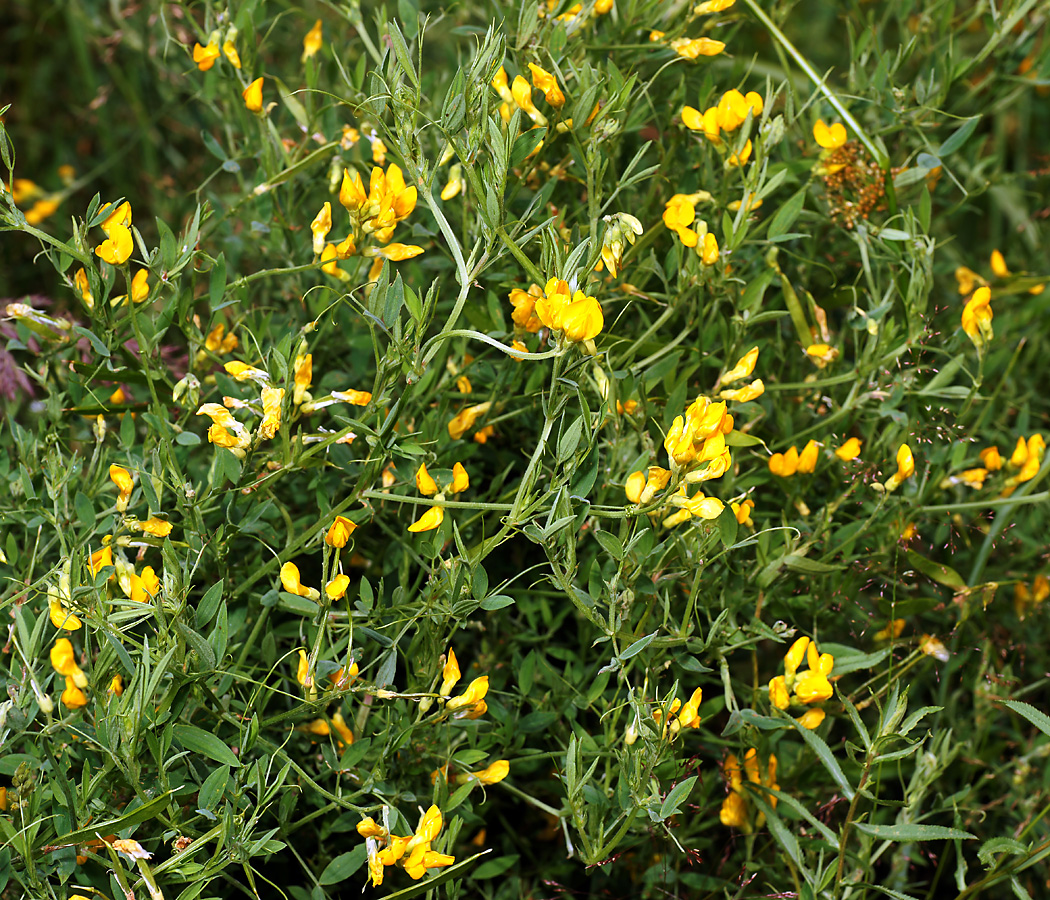 Изображение особи Lathyrus pratensis.