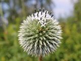 Echinops exaltatus