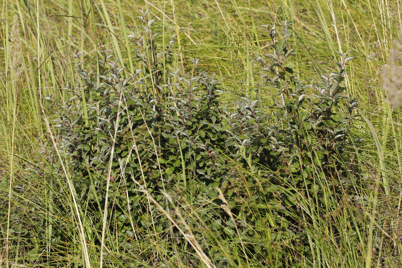 Image of Cotoneaster melanocarpus specimen.