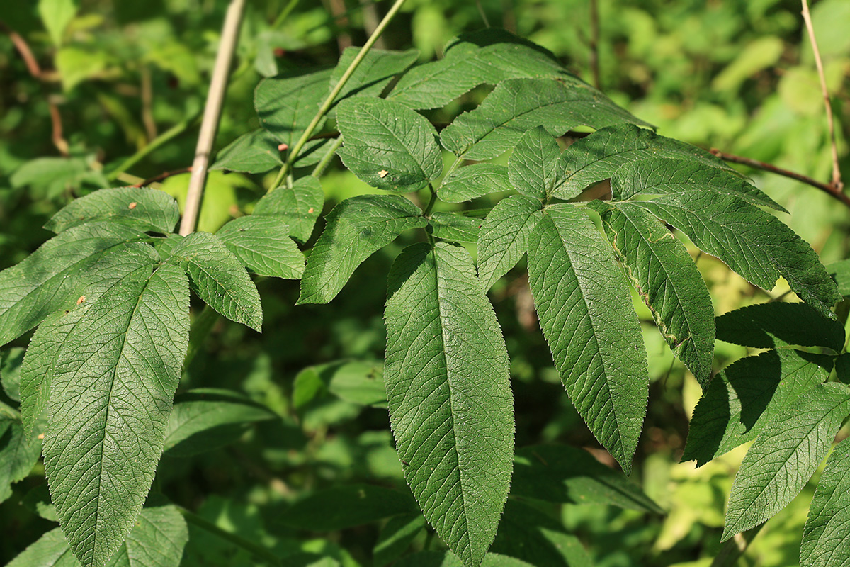 Изображение особи Chaerophyllum aromaticum.