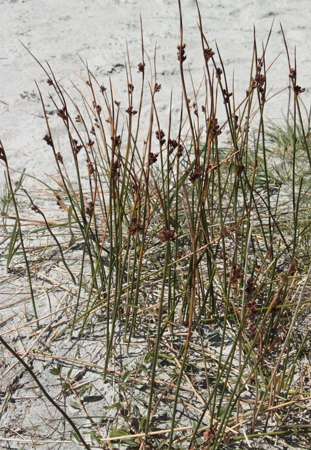 Image of Juncus arcticus specimen.