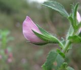 Ononis arvensis