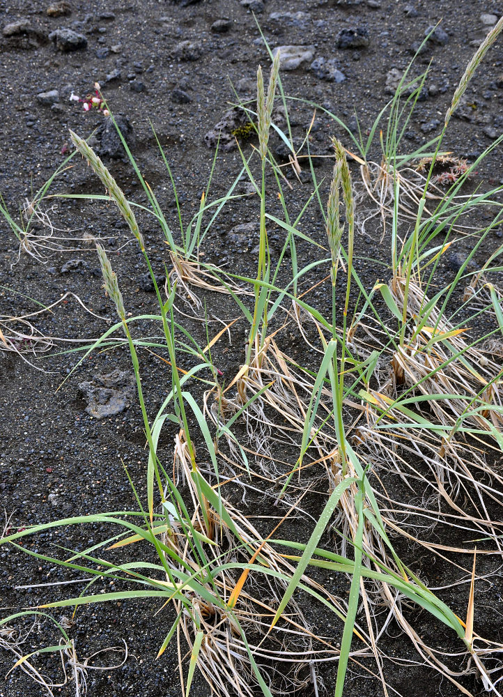 Image of Leymus arenarius specimen.