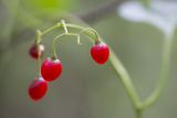 Solanum dulcamara