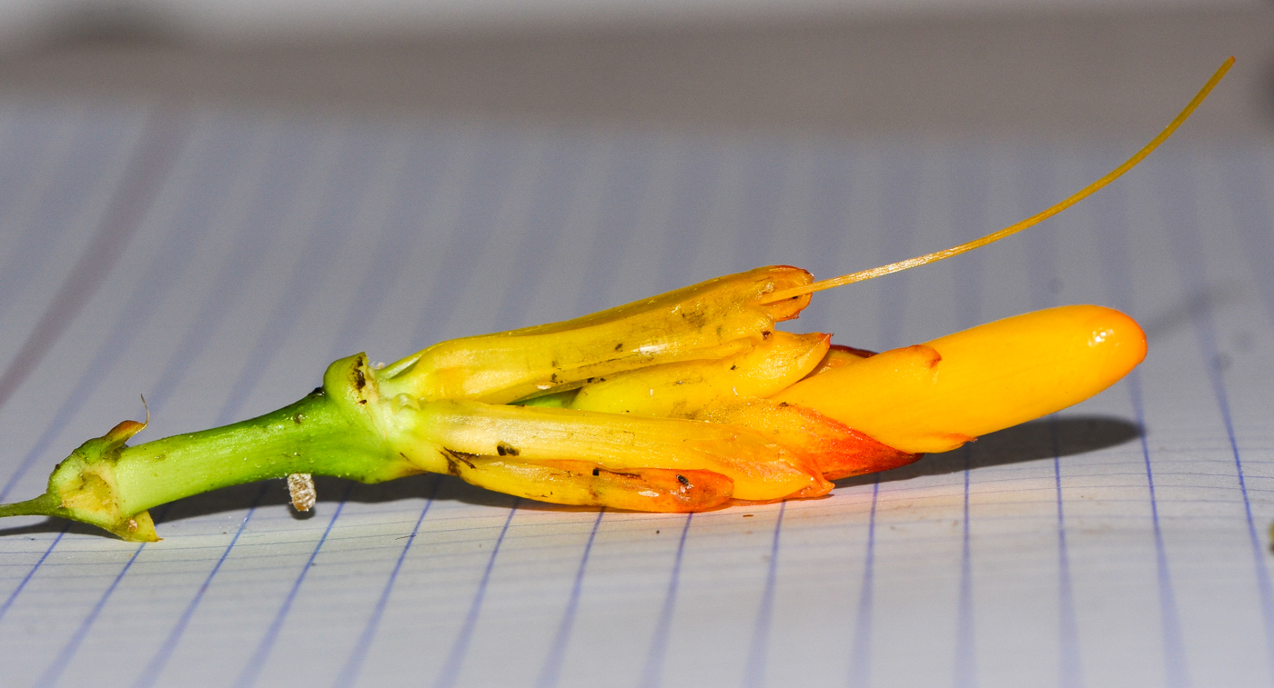 Image of Sanchezia speciosa specimen.