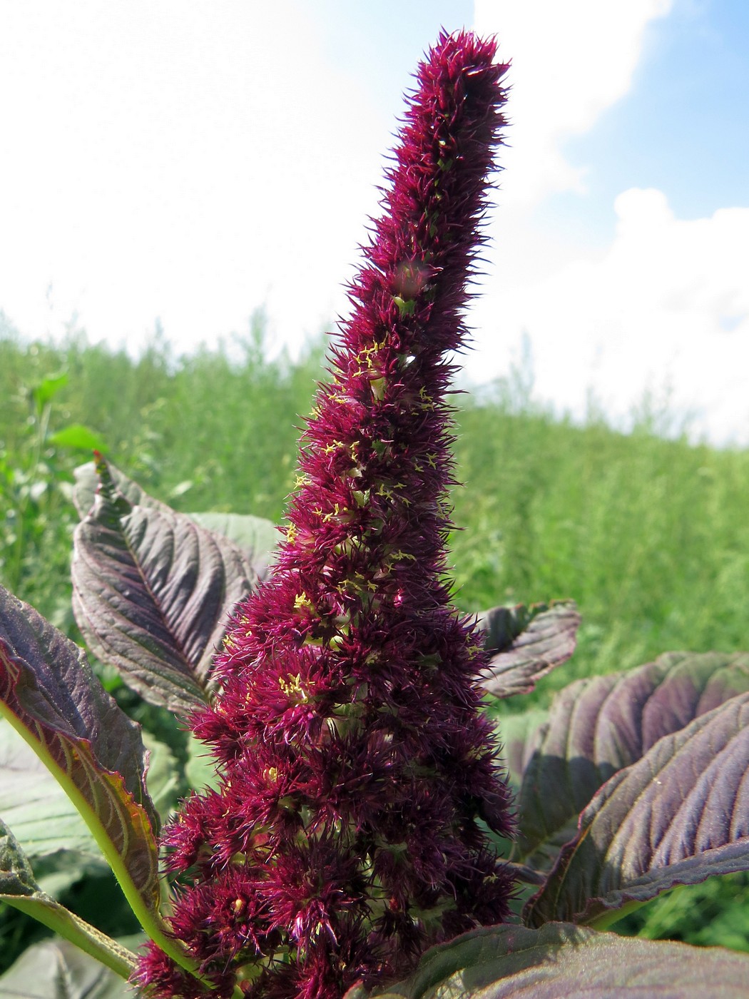 Изображение особи Amaranthus hypochondriacus.