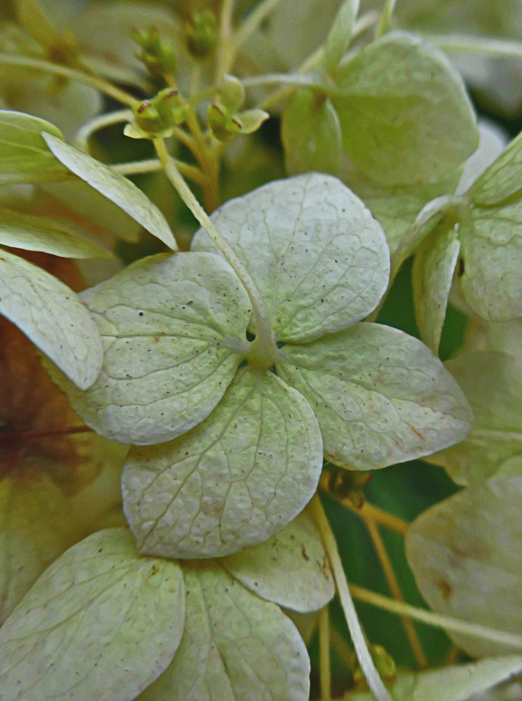 Image of Hydrangea arborescens specimen.